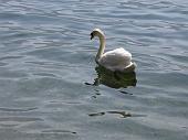 Lago d'Iseo, Montisola: passeggiata primaverile da Peschiera Maraglio a Sensole il 21 aprile 2010 - FOTOGALLERY